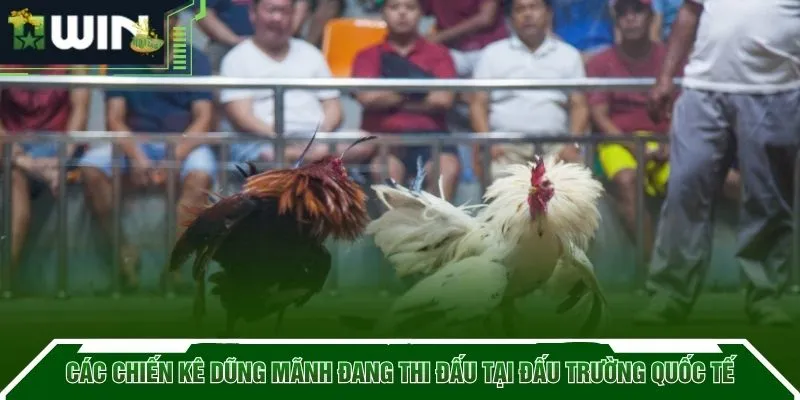 Các chiến kê dũng mãnh đang thi đấu tại đấu trường quốc tế