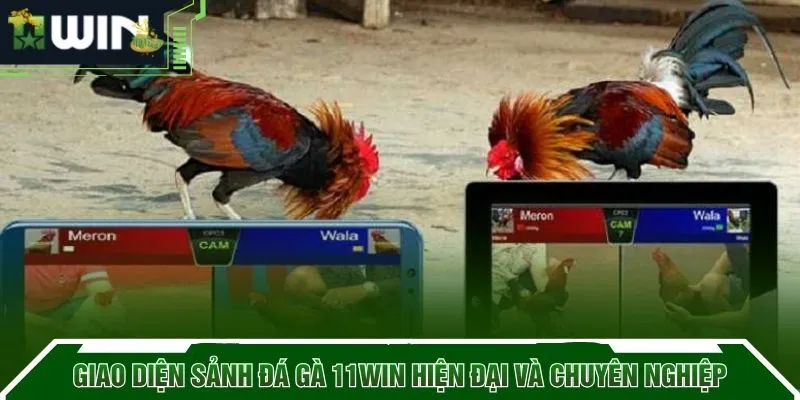 Giao diện sảnh đá gà 11WIN hiện đại và chuyên nghiệp